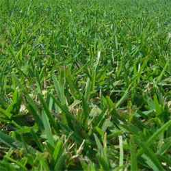 Buffalo Supreme Grass Seed