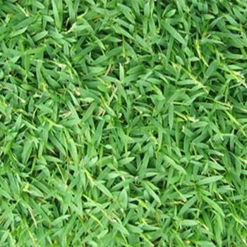 Quality Lawn Grass Seed For Lawn & Putting Greens