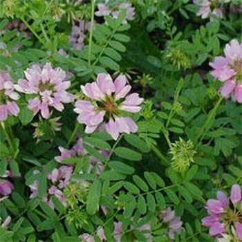 Crown Vetch
