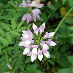 Chemung Crown Vetch Seed
