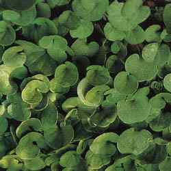 Dichondra