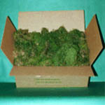 Oregon Green Moss