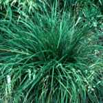 Tufted Hair Grass