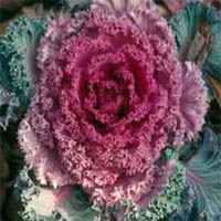 Ornamental Kale