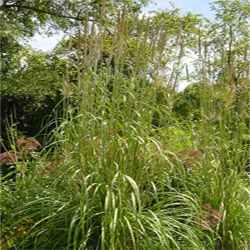 Plume Grass - Erianthus Ravennae