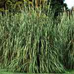 Plume Grass
