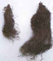 Mycorrhizal Fungi