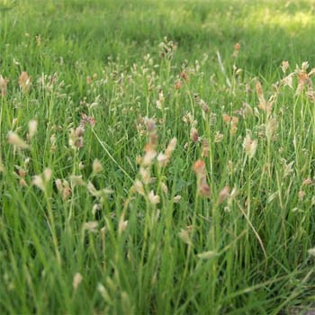 Short Grasses