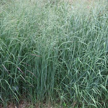 switchgrass.jpg