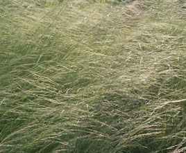 Weeping Lovegrass