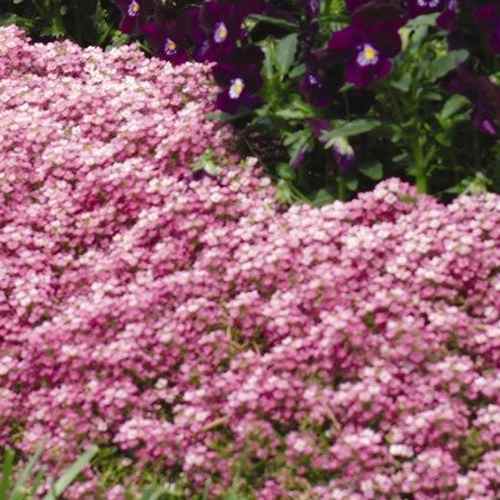 Deep Pink Alyssum Ground Cover Seeds