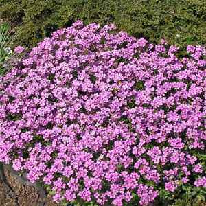 Arabis Rosea Seed