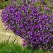 Rock Cress Ground Cover Plant Seed