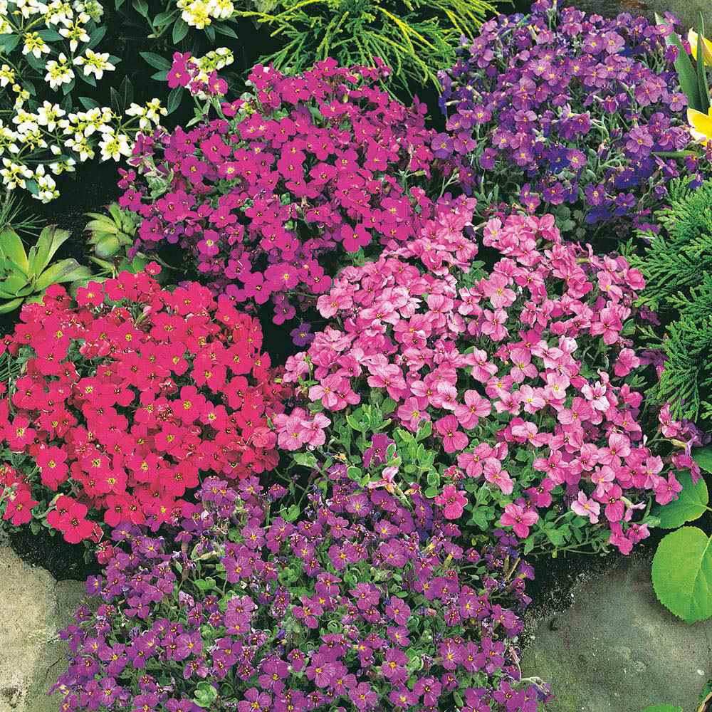 aubrieta directions outsidepride