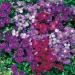 Aubrieta Royal Ground Cover Seed