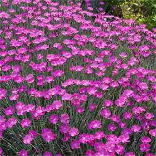Pink Dianthus