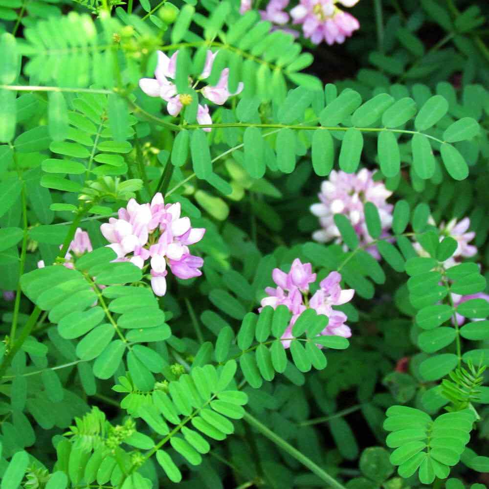 Crown Vetch Seeds For Erosion Control or Ground Cover