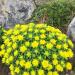Cushion Spurge Yellow Flowers