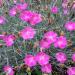 Dianthus Cheddar Pink Flowers