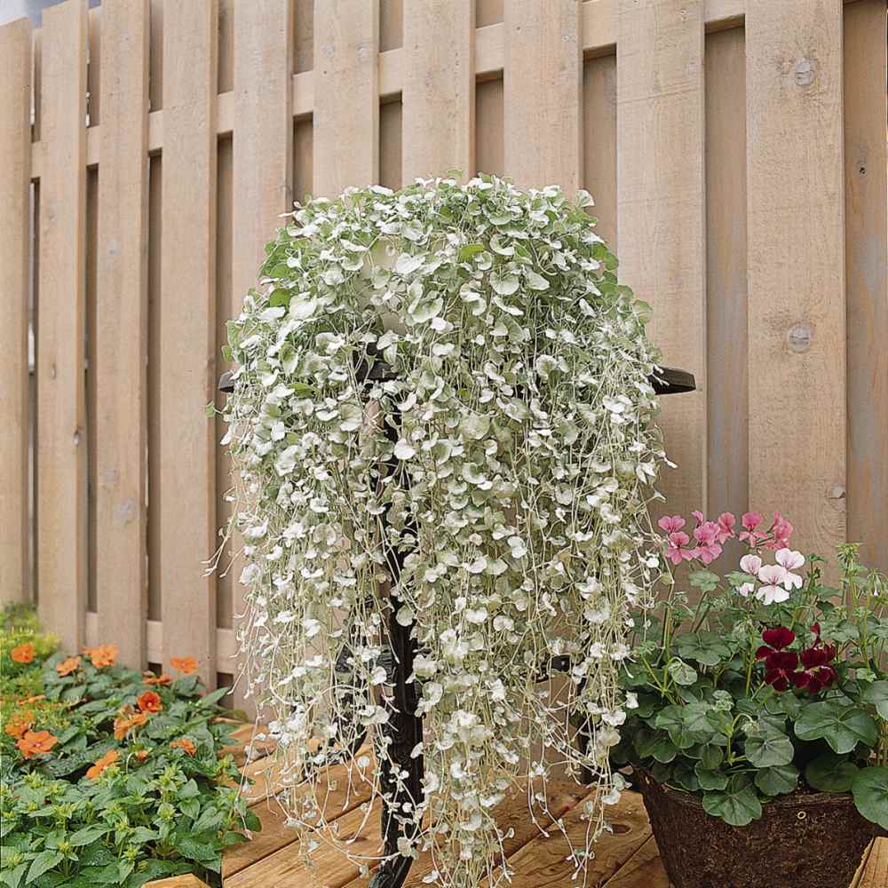 Dichondra Repens - Semillas Dalmau