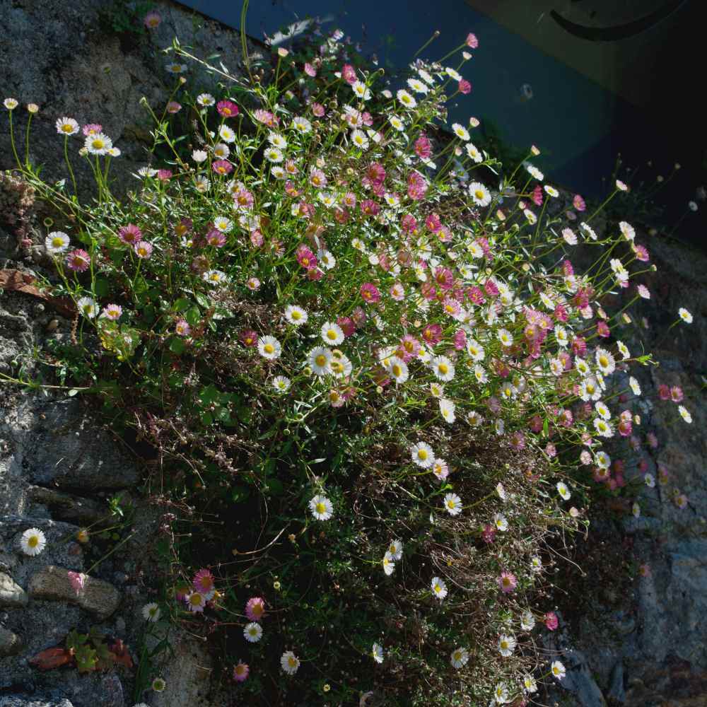 Erigeron Karvinskianus Flower Mix