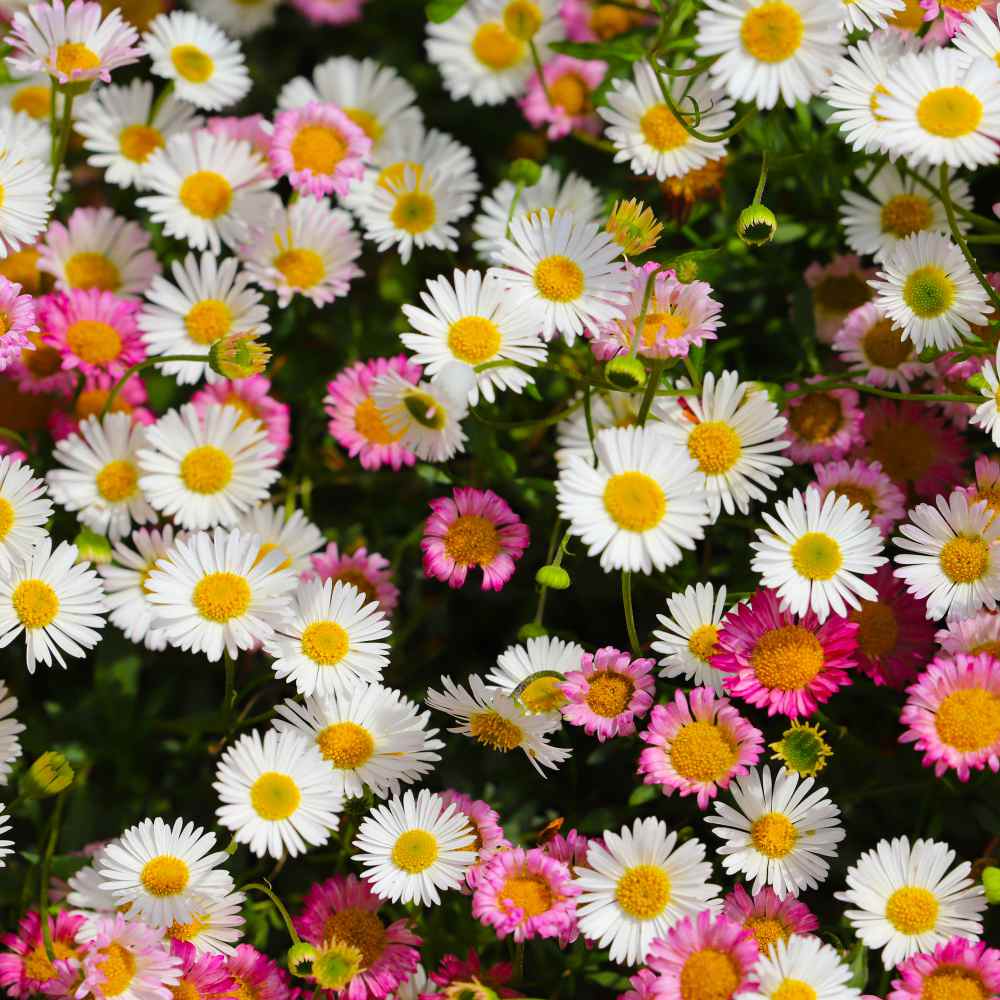 Erigeron Groundcover Seed