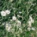 Gypsophila White Flowering Ground Cover Plants