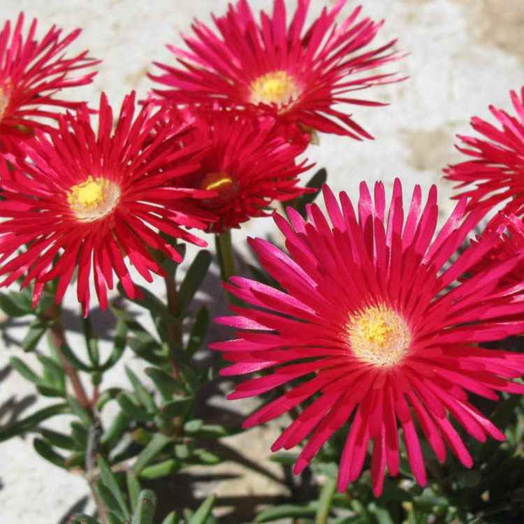 Red Ice Plant Ground Cover Plants