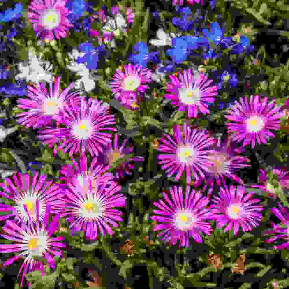 Ice Plant Seeds Delosperma Floribundum Stardust Ground