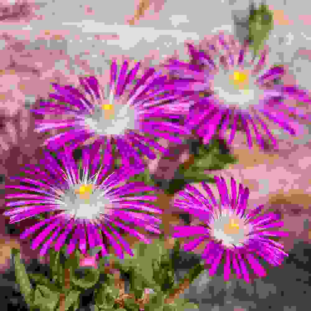 Ice Plant Seeds Delosperma Floribundum Stardust Ground Ice Plant Seeds Delosperma Floribundum Stardust Ground