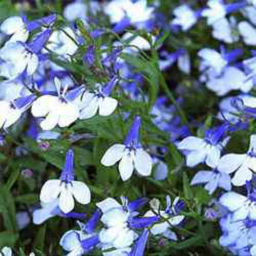 Lobelia Groundcover Seed