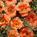 Orange Moss Rose Flowers