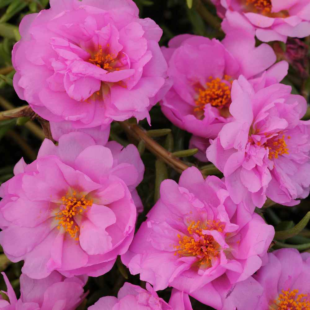 Pink Moss Rose Ground Cover Flowers