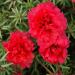 Moss Rose Groundcover