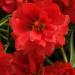 Red Moss Rose Ground Cover
