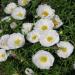 White Moss Rose Flowers