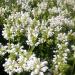 Prunella Alba Ground Cover Plants