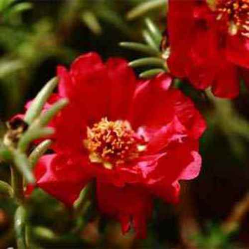 Red Moss Rose