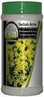 Sedum Acre Bottle