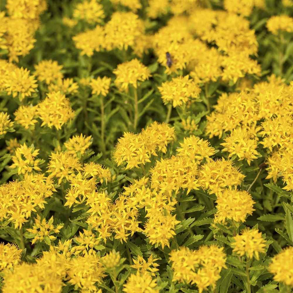 Sedum Aizoon Groundcover Seed