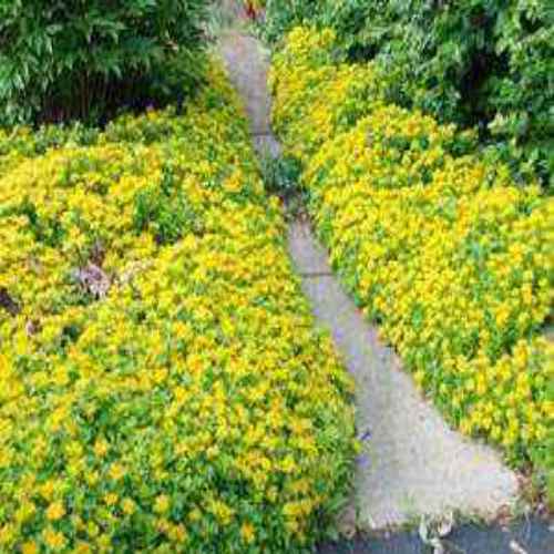 Sedum Ellacombianum Seeds Yellow Stonecrop Ground Cover Seed Sedum Ellacombianum Groundcover Seed