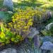 Sedum Ellacombianum Ground Cover Plants