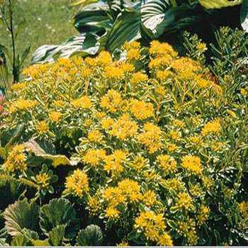 Sedum Kamtschaticum
