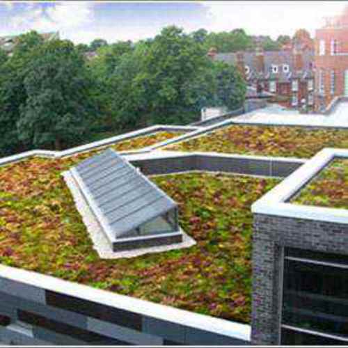Sedum Roof Garden Seed