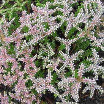 Sedum Seastar Groundcover Seed