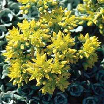 Sedum Spathulifolium