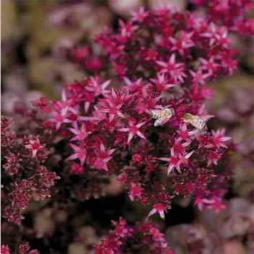 Sedum Voodoo Groundcover Seed