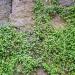 Kenilworth Ivy Ground Cover