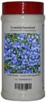 Creeping Speedwell Bottle