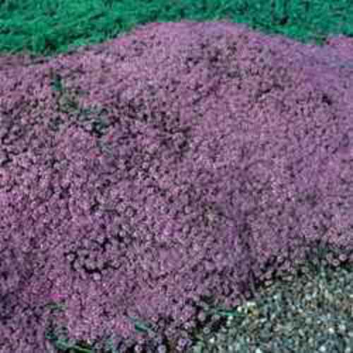 Creeping Thyme Mother of Thyme